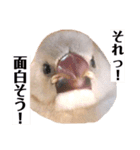 日々、文鳥。①（個別スタンプ：5）