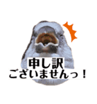 日々、文鳥。①（個別スタンプ：7）