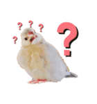 日々、文鳥。①（個別スタンプ：9）
