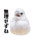 日々、文鳥。①（個別スタンプ：10）