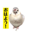 日々、文鳥。①（個別スタンプ：13）