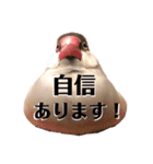 日々、文鳥。①（個別スタンプ：15）
