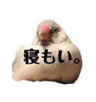 日々、文鳥。①（個別スタンプ：16）