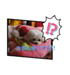 LUNA＆SEAの可愛い会話(Xmas ver.)（個別スタンプ：8）