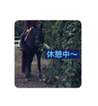 西東京市のおうまちゃん（個別スタンプ：3）