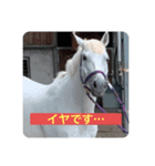 西東京市のおうまちゃん（個別スタンプ：4）