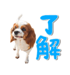 こむぎ＆チェリーのスタンプ（個別スタンプ：11）