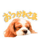 こむぎ＆チェリーのスタンプ（個別スタンプ：12）