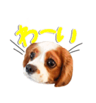 こむぎ＆チェリーのスタンプ（個別スタンプ：19）