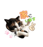 実家のかわいい家族たち（個別スタンプ：3）