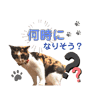 実家のかわいい家族たち（個別スタンプ：6）