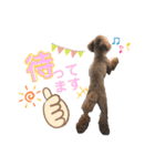 実家のかわいい家族たち（個別スタンプ：7）