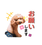 実家のかわいい家族たち（個別スタンプ：11）
