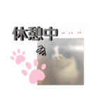 実家のかわいい家族たち（個別スタンプ：13）