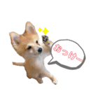 ポメ柴 mugiです（個別スタンプ：1）