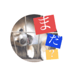 ポメ柴 mugiです（個別スタンプ：8）
