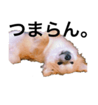 ポメ柴 mugiです（個別スタンプ：13）