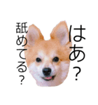 ポメ柴 mugiです（個別スタンプ：14）