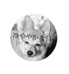 ポメ柴 mugiです（個別スタンプ：16）