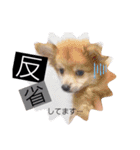 ポメ柴 mugiです（個別スタンプ：17）