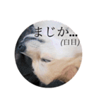 ポメ柴 mugiです（個別スタンプ：18）