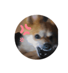 ポメ柴 mugiです（個別スタンプ：19）