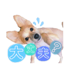 ポメ柴 mugiです（個別スタンプ：21）