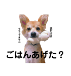 ポメ柴 mugiです（個別スタンプ：22）