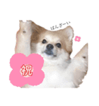 ポメ柴 mugiです（個別スタンプ：23）