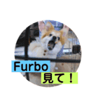 ポメ柴 mugiです（個別スタンプ：24）