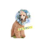 世界一かわいい犬（個別スタンプ：1）