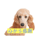 世界一かわいい犬（個別スタンプ：2）