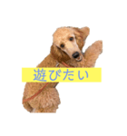 世界一かわいい犬（個別スタンプ：3）