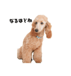 世界一かわいい犬（個別スタンプ：5）