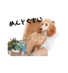 世界一かわいい犬（個別スタンプ：6）
