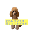 世界一かわいい犬（個別スタンプ：7）