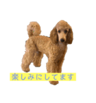 世界一かわいい犬（個別スタンプ：8）