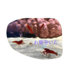 僕の作った海の生き物たちのスタンプ（個別スタンプ：5）
