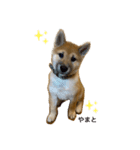 柴犬☆やまと（個別スタンプ：1）