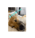 柴犬☆やまと（個別スタンプ：2）