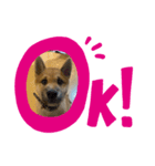 柴犬☆やまと（個別スタンプ：3）
