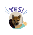 柴犬☆やまと（個別スタンプ：5）