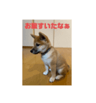 柴犬☆やまと（個別スタンプ：6）