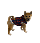 柴犬☆やまと（個別スタンプ：7）