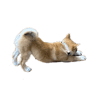 柴犬☆やまと（個別スタンプ：8）