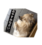 ポメラニアンのくっきー（個別スタンプ：2）