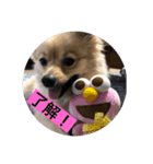ポメラニアンのくっきー（個別スタンプ：4）