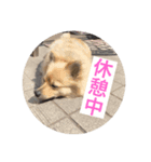 ポメラニアンのくっきー（個別スタンプ：7）