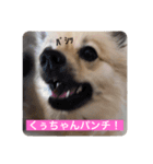 ポメラニアンのくっきー（個別スタンプ：8）