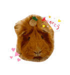 癒し系モルモット♡モッチ＆パン（個別スタンプ：1）